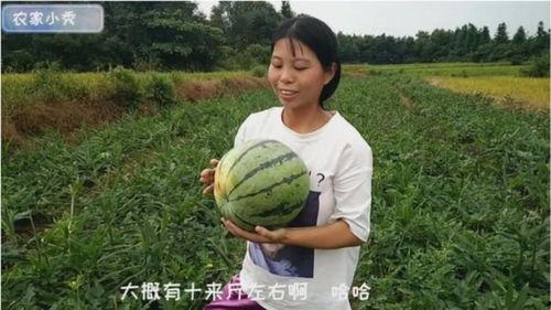 农村姑娘摘西瓜吃瓜视频,农村姑娘摘西瓜，甜蜜滋味尽享田园生活