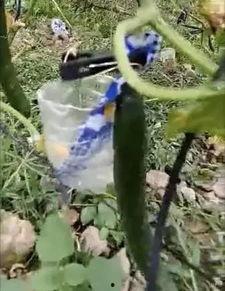 汝南吃瓜事件真相视频大全,揭秘真相背后的视频大全