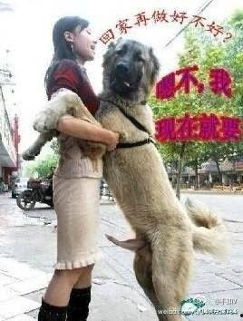 美女跟狗吃瓜视频大全,趣味视频大盘点