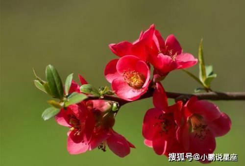 网红小鱼海棠的吃瓜视频,吃瓜视频背后的惊人真相