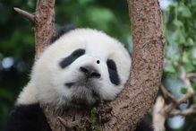 大熊猫圆梦吃瓜视频大全,瓜果飘香的视频盛宴