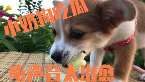播放狗狗吃瓜视频下载,狗狗吃瓜萌态瞬间捕捉