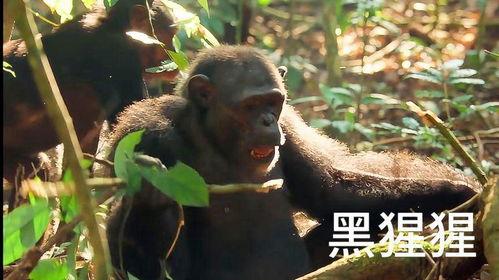 吃哈密瓜变成猩猩了吗视频,吃瓜变猩猩的奇幻之旅