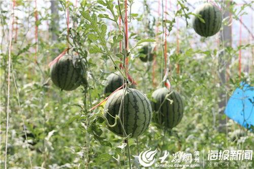 广工商吃瓜视频,揭秘校园热点事件背后的真相