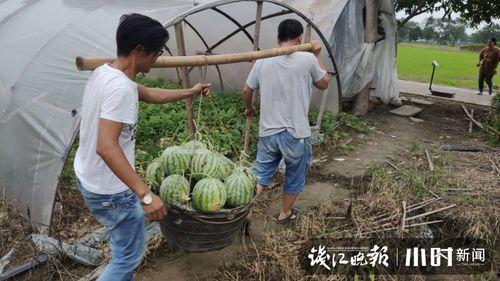 张家界吃瓜视频哪里有卖,张家界特色吃瓜地点大揭秘