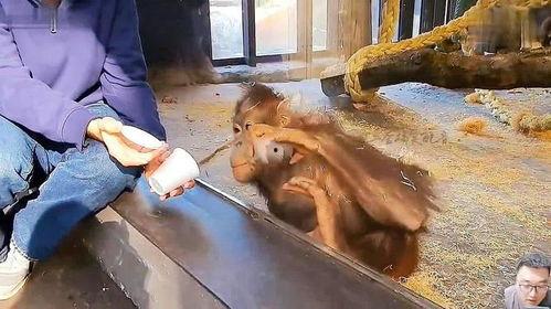吃瓜变猴子搞笑视频全集,笑料横生！搞笑视频全集大揭秘