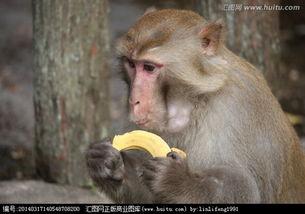吃瓜变猴子搞笑视频全集,笑料横生！搞笑视频全集大揭秘