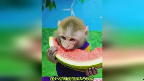 吃瓜变猴子搞笑视频全集,笑料横生！搞笑视频全集大揭秘