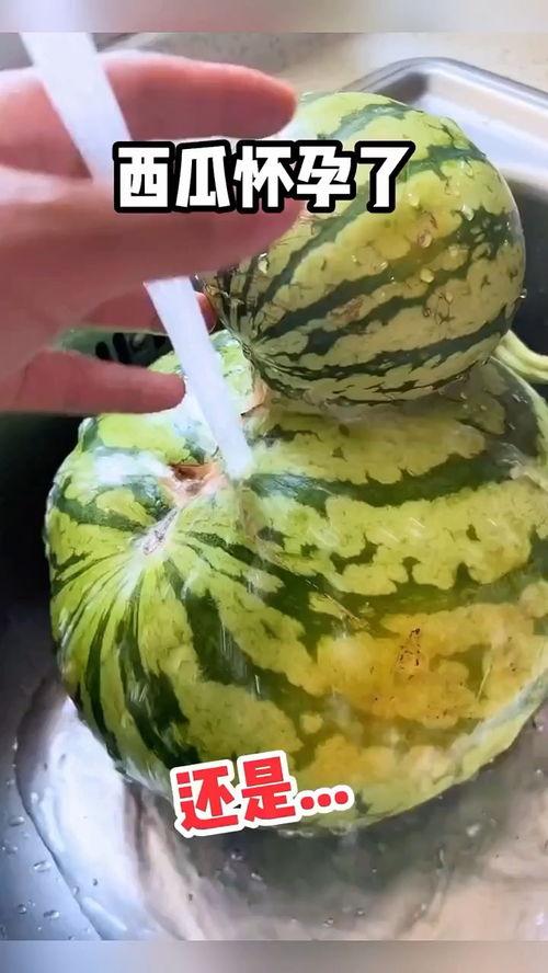 吃瓜赠瓜搞笑视频,吃瓜赠瓜，欢乐无限搞笑视频大盘点