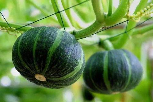 玫瑰奸笑吃瓜视频,揭秘网络视频背后的娱乐真相