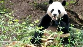 缘小熊猫吃瓜视频,揭秘娱乐圈幕后故事