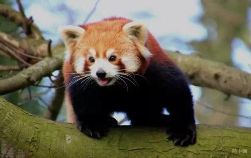 缘小熊猫吃瓜视频,揭秘娱乐圈幕后故事