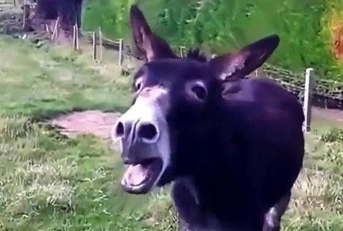 驴吃白玉瓜吗会死吗视频