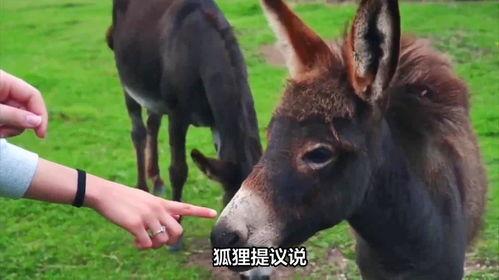 驴吃白玉瓜吗会死吗视频