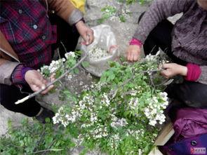 杞县吃瓜视频,揭秘当地特色美食与风土人情