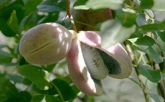 吃八月瓜的正确吃法视频,视频教你轻松品尝天然甜品