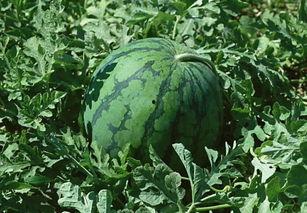 西瓜视频解锁新颖吃瓜