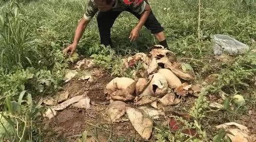 井陉吃瓜事件视频最新