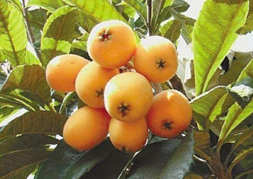 枇杷视频吃瓜专区,吃瓜专区，带你领略热门话题的趣味瞬间