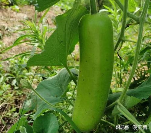 小瓠子瓜能晒干吃吗视频,传统食材的新吃法