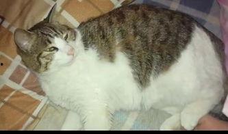 吃瓜看猫咪视频在线观看,在线观看萌态十足