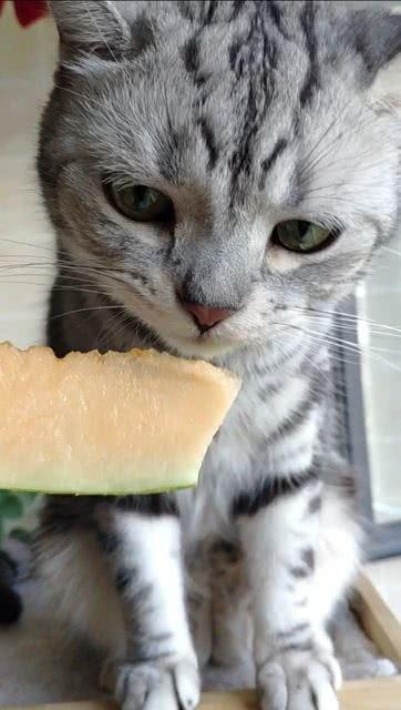 吃瓜看猫咪视频在线观看,在线观看萌态十足