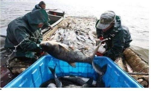 渔民看军演吃瓜视频,见证军演，共享和平盛宴