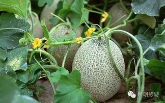 吃哈密瓜超香怎么办呢视频