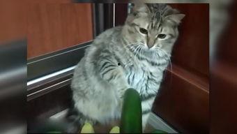 演绎吃瓜的小猫故事视频,小猫演绎趣味故事视频