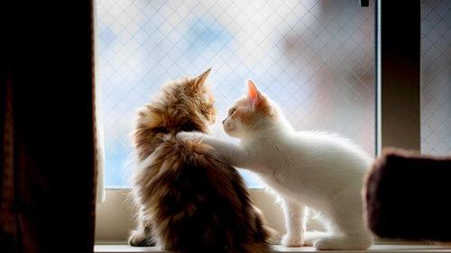 演绎吃瓜的小猫故事视频,小猫演绎趣味故事视频