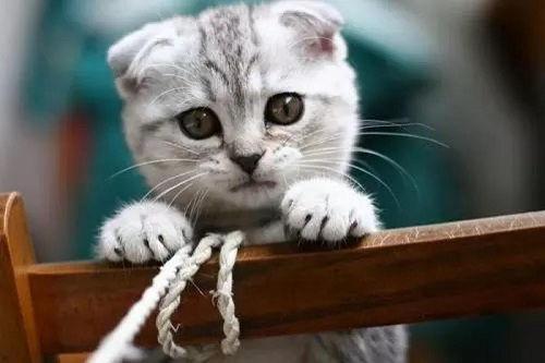 演绎吃瓜的小猫故事视频,小猫演绎趣味故事视频