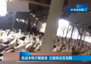 胶州吃瓜比赛事件视频最新,一场舌尖上的狂欢与争议