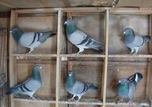 吃瓜厨房鸽子怎么做视频,吃瓜厨房独家鸽子烹饪教程