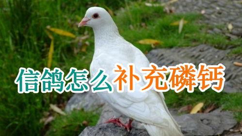 吃瓜厨房鸽子怎么做视频,吃瓜厨房独家鸽子烹饪教程