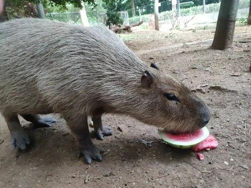 小动物吃瓜视频,小动物们的美味瓜宴