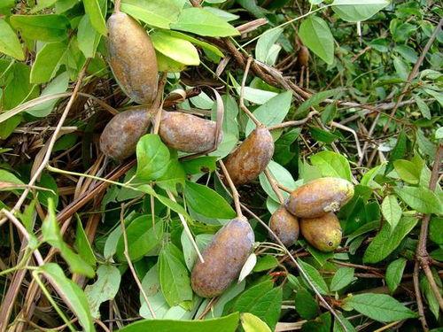 吃瓜八月瓜的视频,揭秘神秘果实的魅力与食用体验